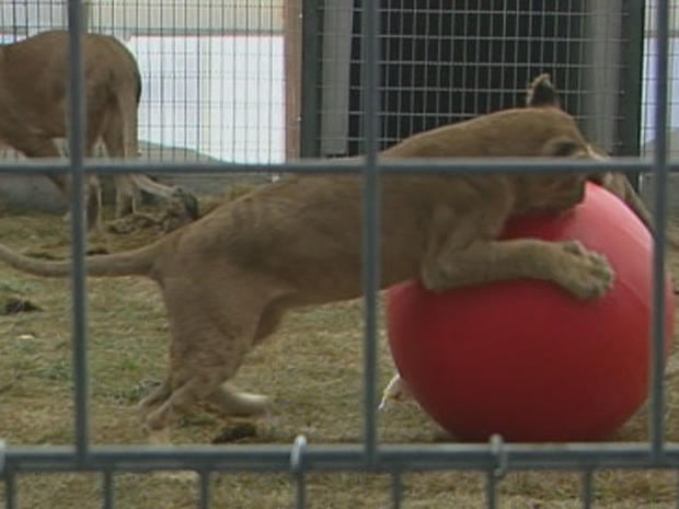 lion-with-ball 