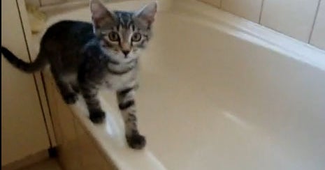 Bathroom battle royale cat vs. bathtub CBS News