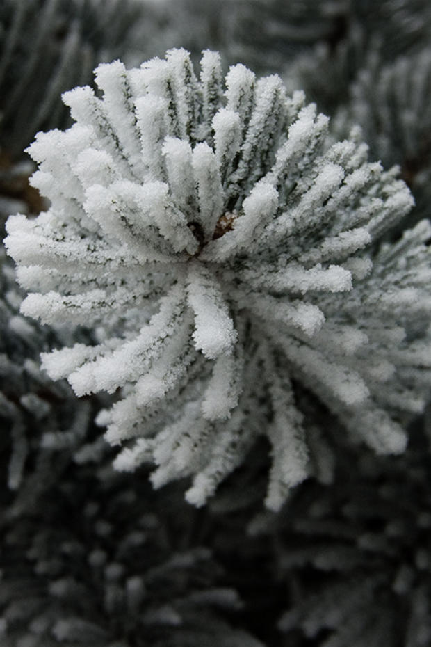 frosted_pine93212.jpg 