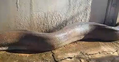 OMG: Terrifying python video will scare the pants off you - CBS News