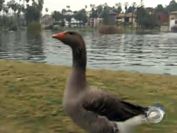 Echo Park goose named Maria 