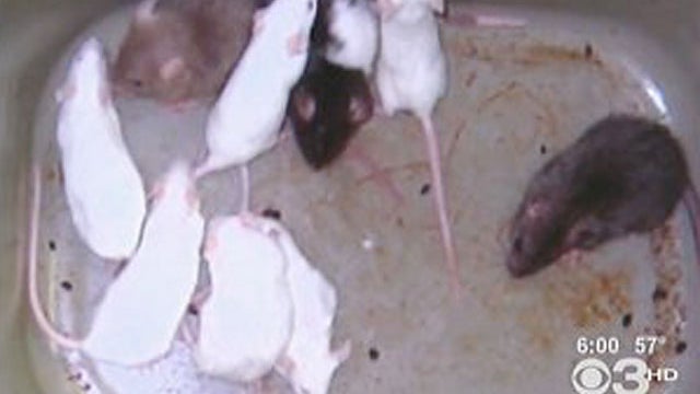 Pizzeria owner dumped mice on rivals, cops say 