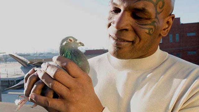 tyson-pigeons-01-625x450.jpg 