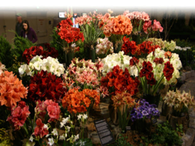 Philadelphia International: Flower Show 