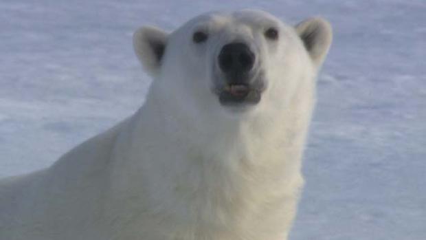 Polar bears, up close and personal 