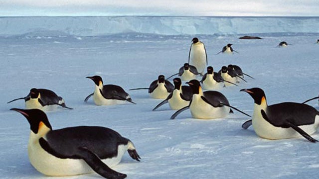 emperorpenguins.jpg 