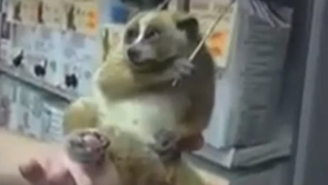 Slow_Loris.jpg 