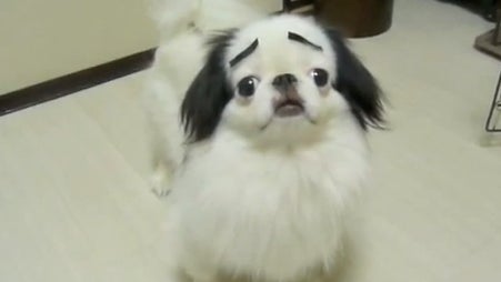 Dog_With_Eyebrows.jpg 