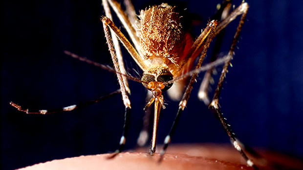 West Nile virus: How to stay safe 