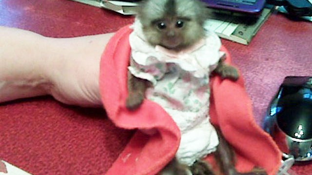 Woman goes to US court with tiny monkey in bra 