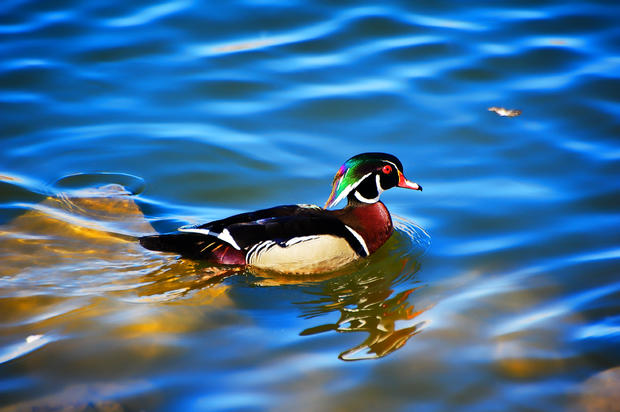 duck_beauty2.jpg 
