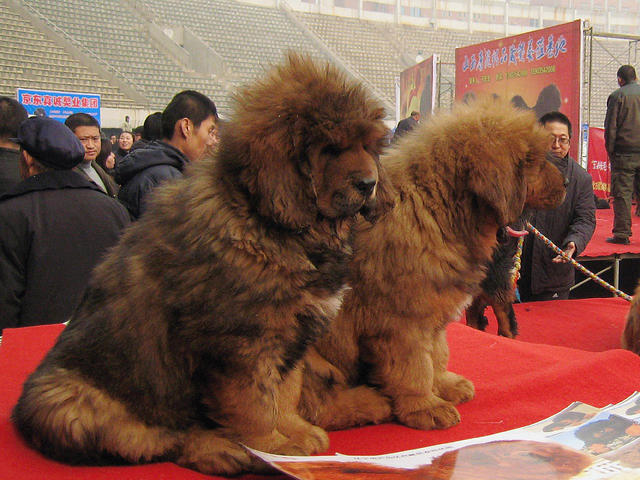 Tibetan Mastiff, "Big Splash," sells for $1.5 million, most expensive - CBS News