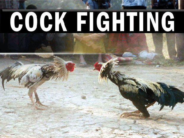 SPCA seize hundreds of chickens from Texas cockfight site 