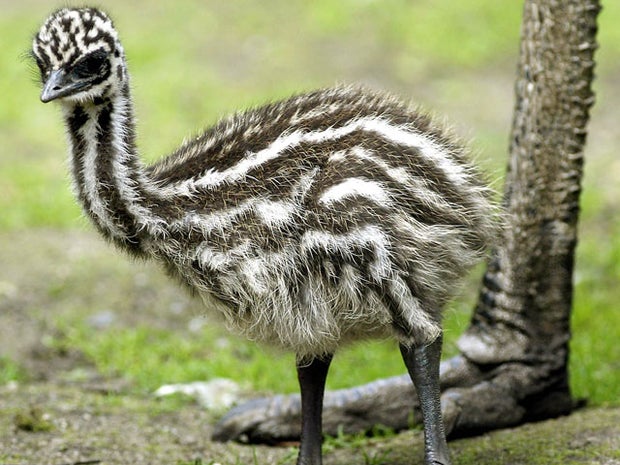 Emu eggs at alabama zoo being stolen 