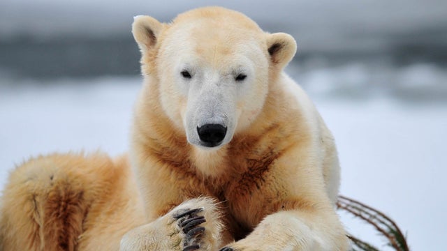knut.jpg 