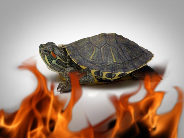 Turtle causes blaze in NYC apartment 