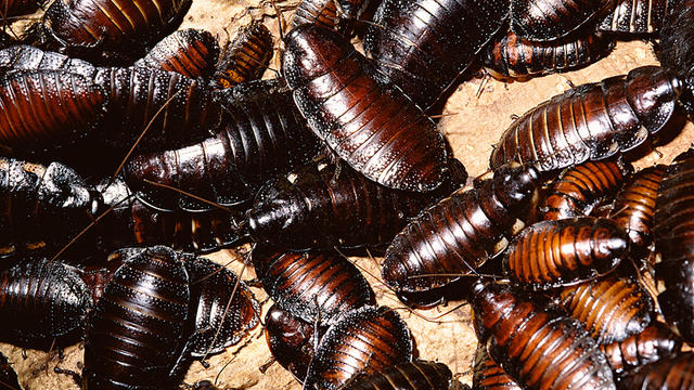 hissing-cockroaches.jpg 