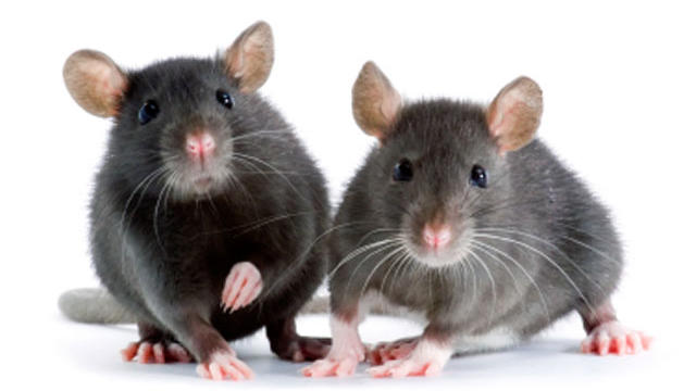 mice, mouse, rats, stock, 4x3 