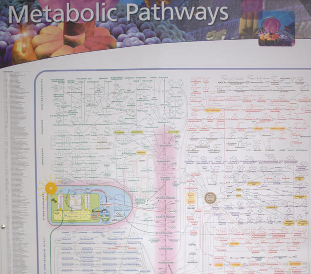 metabolic_pathways.jpg 