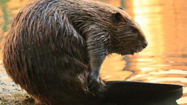 martinez-beaver.jpg 