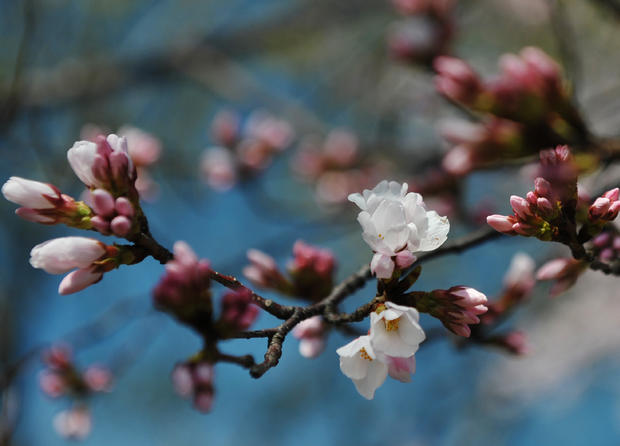 cherry_blossoms_110872206.jpg 