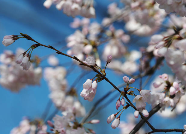 cherry_blossoms_110872050.jpg 