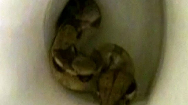 toiletsnake_329_1.jpg 