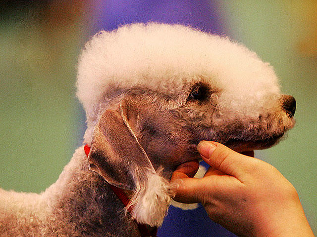 bedlington terrier got allergies