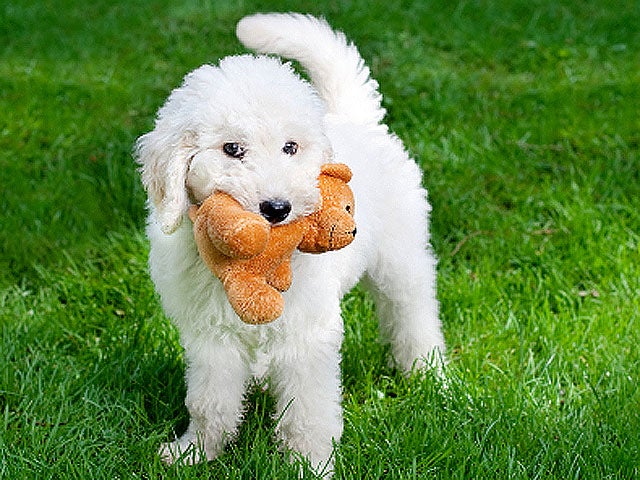 Labradoodle_iStock_00001328.jpg 