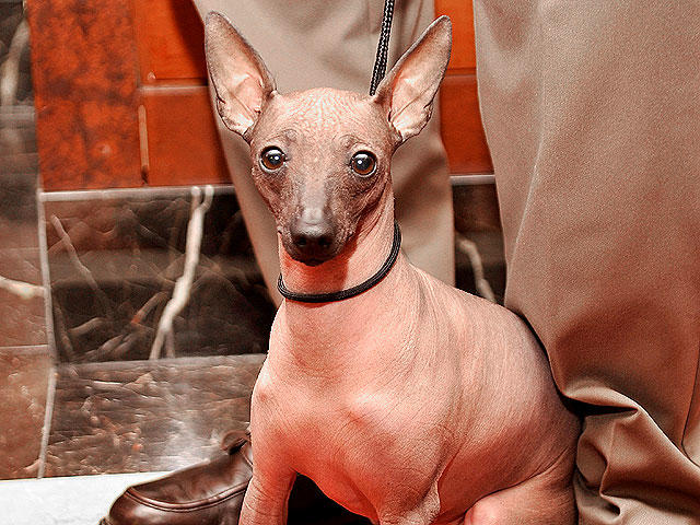 Mexican hairless dog outlet hypoallergenic