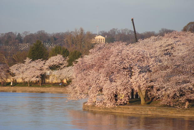 National Cherry Blossom Festival 2011 