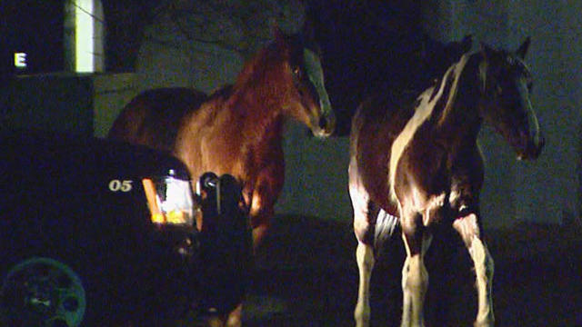 horses-on-the-loose-transfe.jpg 