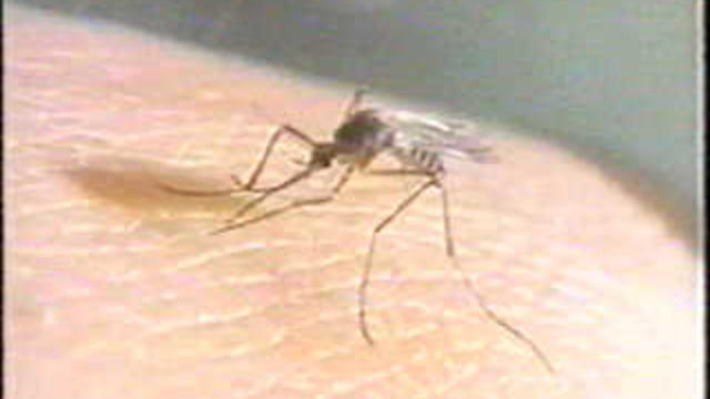 mosquito7095.jpg 