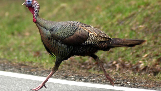 file-photo-of-wild-turkey.jpg 