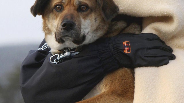 rescued dog 