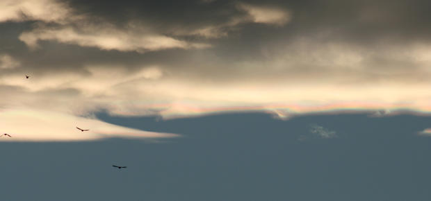 geese_into_the_rainbow_cloud.jpg 