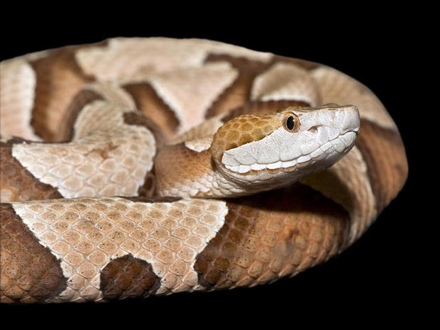Copperhead Snake 