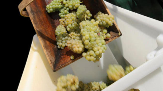 white-grapes.jpg 