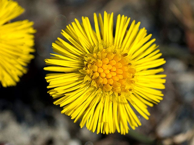 Coltsfoot_iStock_0000092317.jpg 