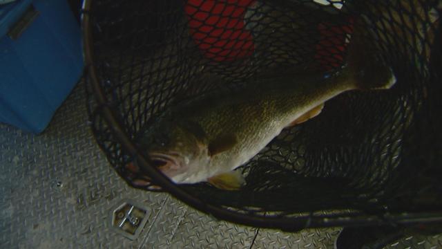Precision Required For Walleye Spawning Collection - CBS Colorado