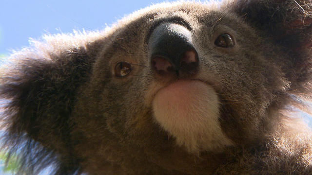 sm_koalas_0410.jpg 