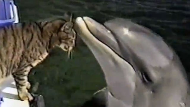 cat and dolphin 