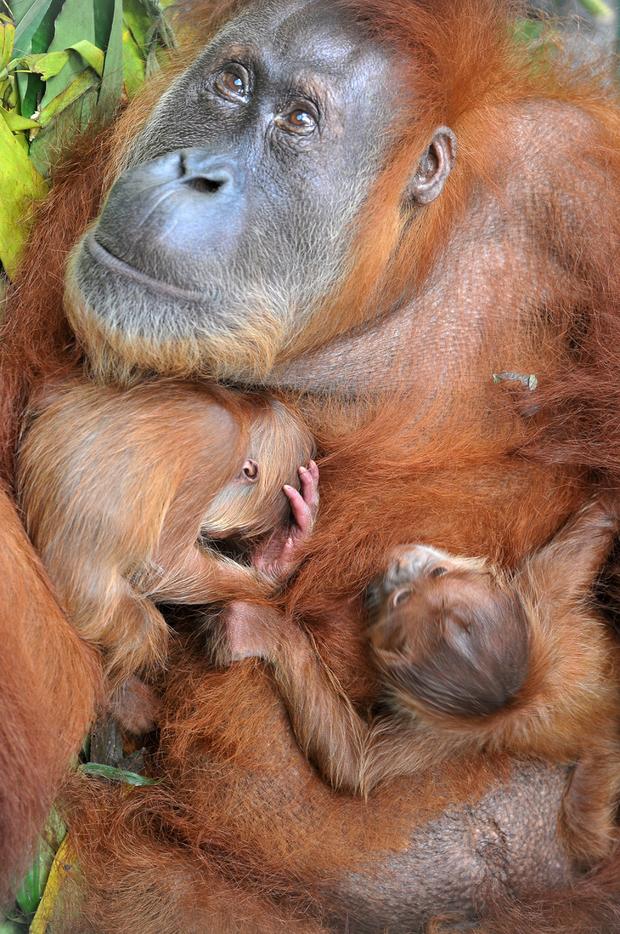 orangutan1.jpg 