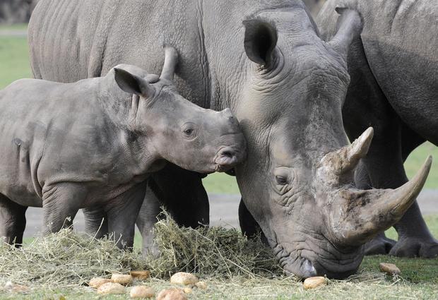 Rhino Mother 