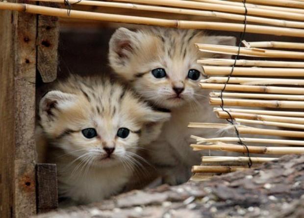 tinycats.jpg 