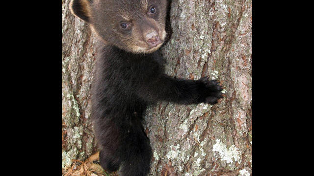 jason-the-bear-cub.jpg 