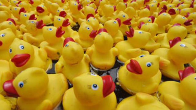 yellow-ducks.jpg 
