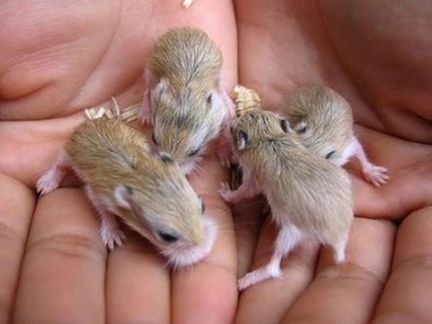 the_smallest_pets_29.jpg 