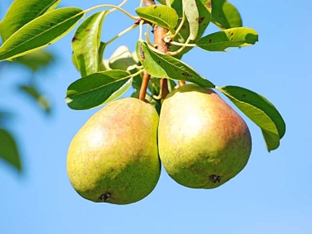 9PearNEW.jpg 