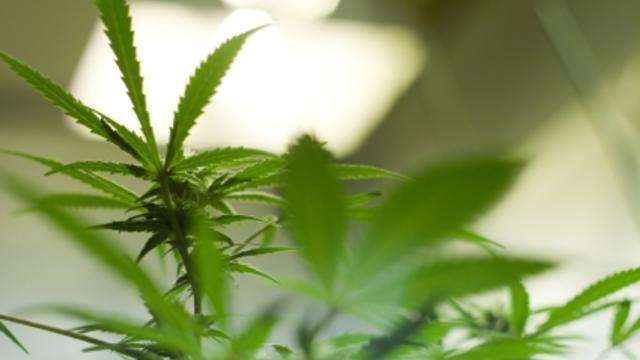 marijuana-growing-istock.jpg 